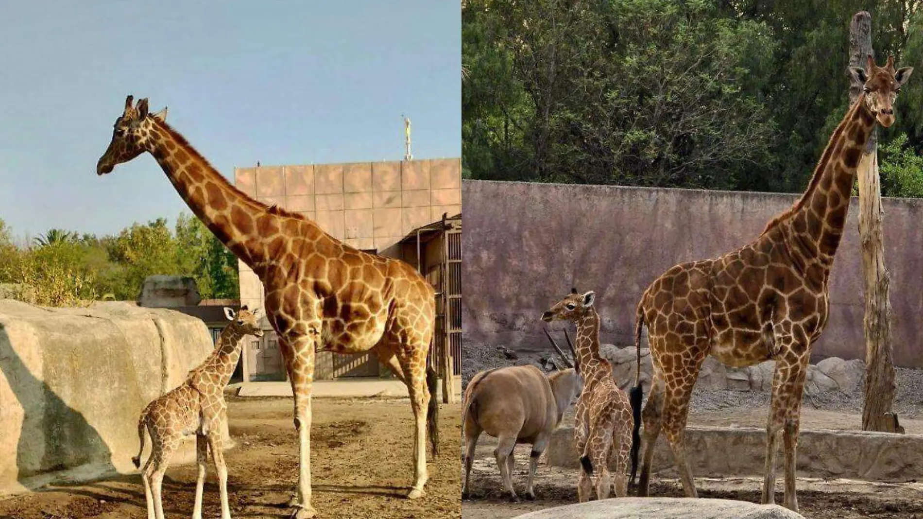 Jirafa Zoológico de Aragón (1)